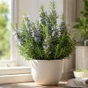 Rosemary Live Plant 4-6 Inch Tall - 2 Plants Per Pot - Fragrant Herb for Indoor & Outdoor Garden - Image 1