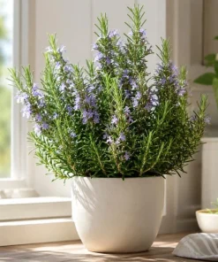 Rosemary Live Plant 4-6 Inch Tall - 2 Plants Per Pot - Fragrant Herb for Indoor & Outdoor Garden - Image 1