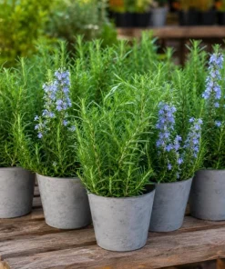 Rosemary Live Plant 4-6 Inch Tall - 2 Plants Per Pot - Fragrant Herb for Indoor & Outdoor Garden - Image 4