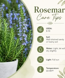 Rosemary Live Plant 4-6 Inch Tall - 2 Plants Per Pot - Fragrant Herb for Indoor & Outdoor Garden - Image 5