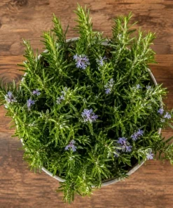 Rosemary Live Plant 4-6 Inch Tall - 2 Plants Per Pot - Fragrant Herb for Indoor & Outdoor Garden - Image 6