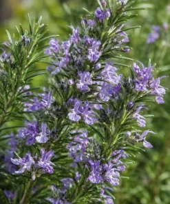 Rosemary Live Plant 4-6 Inch Tall - 2 Plants Per Pot - Fragrant Herb for Indoor & Outdoor Garden - Image 7