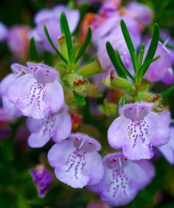 Rosemary Live Plant – 4" Pot – Culinary Herb – Indoor/Outdoor - Image 2