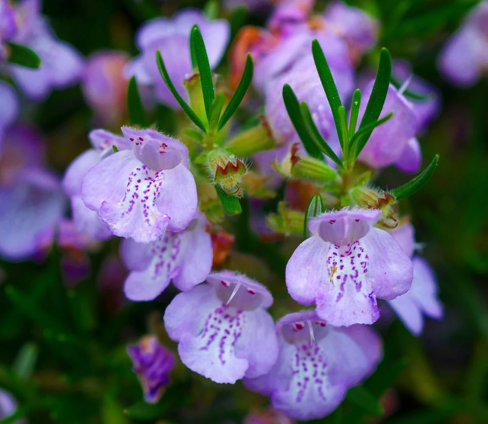 Rosemary Live Plant – 4" Pot – Culinary Herb – Indoor/Outdoor - Image 2