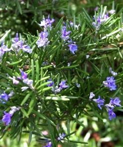 Rosemary Live Plant – 4
