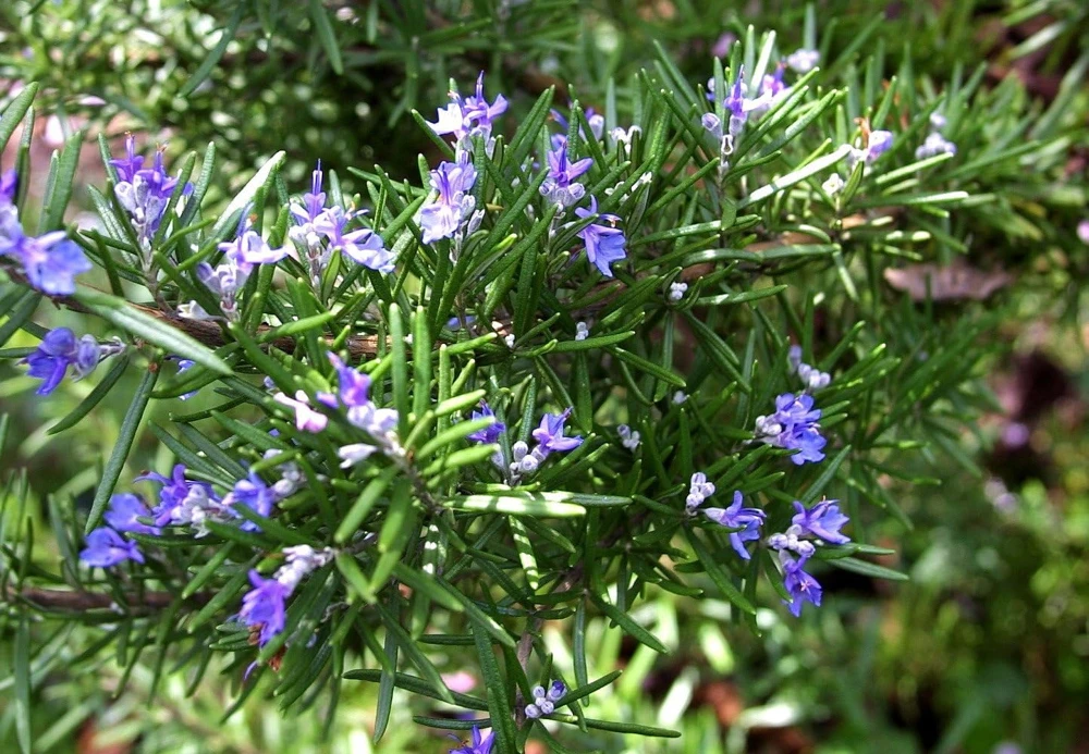 Rosemary Live Plant – 4" Pot – Culinary Herb – Indoor/Outdoor - Image 3