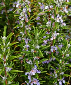 Rosemary Live Plant – 4