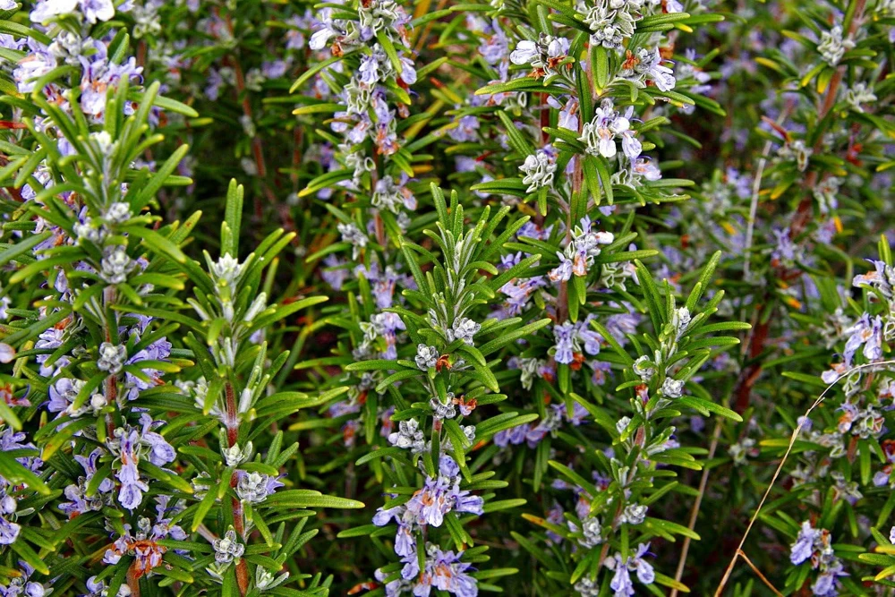 Rosemary Live Plant – 4" Pot – Culinary Herb – Indoor/Outdoor - Image 4