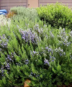 Rosemary Live Plant – 4