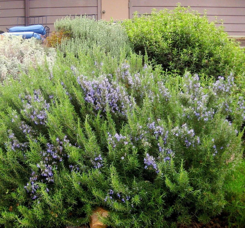 Rosemary Live Plant – 4" Pot – Culinary Herb – Indoor/Outdoor - Image 5