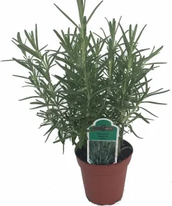 Rosemary Live Plant – 4