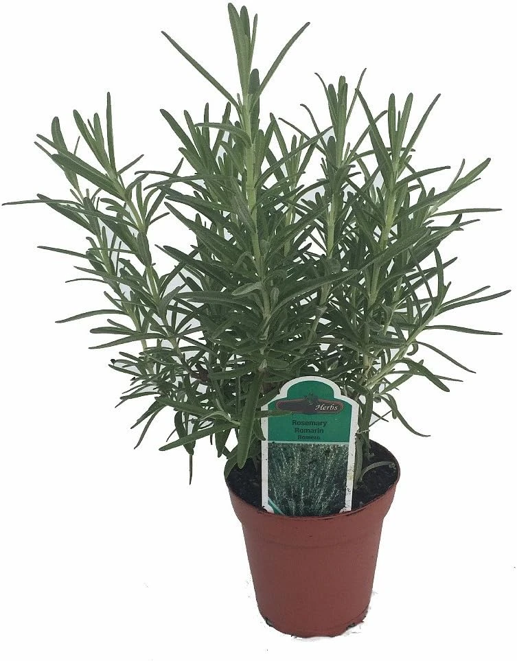 Rosemary Live Plant – 4" Pot – Culinary Herb – Indoor/Outdoor - Image 6