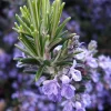Rosemary Live Plant – 4" Pot – Culinary Herb – Indoor/Outdoor - Image 1
