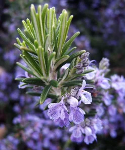 Rosemary Live Plant – 4