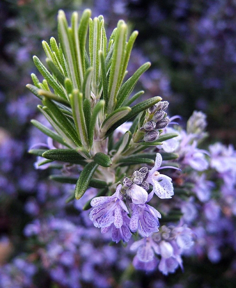 Rosemary Live Plant – 4" Pot – Culinary Herb – Indoor/Outdoor - Image 1