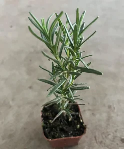 Rosemary Live Plant - 4'' Pot - Fragrant Culinary Herb - Organic Growth - Image 2