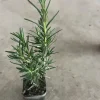 Rosemary Live Plant - 4'' Pot - Fragrant Culinary Herb - Organic Growth - Image 1