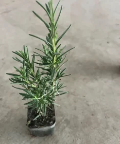 Rosemary Live Plant - 4'' Pot - Fragrant Culinary Herb - Organic Growth - Image 1