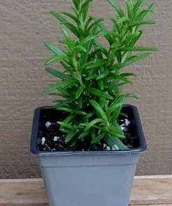 Rosemary Live Plant - Spice Island Culinary Herb - 2.5 inch Pot - Drought Tolerant - Image 2