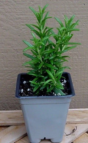 Rosemary Live Plant - Spice Island Culinary Herb - 2.5 inch Pot - Drought Tolerant - Image 2