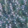 Rosemary Live Plant - Spice Island Culinary Herb - 2.5 inch Pot - Drought Tolerant - Image 1