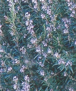 Rosemary Live Plant - Spice Island Culinary Herb - 2.5 inch Pot - Drought Tolerant - Image 1
