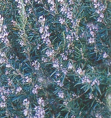 Rosemary Live Plant - Spice Island Culinary Herb - 2.5 inch Pot - Drought Tolerant - Image 1
