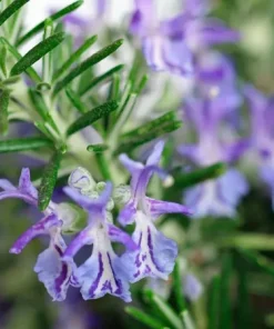 Rosemary Seeds - 50+ Non-GMO Heirloom Herb Seeds for Culinary & Garden Use - Outdoor Perennial - Image 2