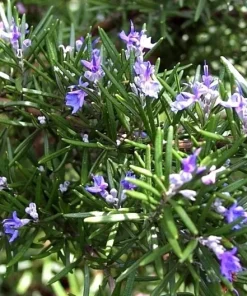 Rosemary Seeds - 50+ Non-GMO Heirloom Herb Seeds for Culinary & Garden Use - Outdoor Perennial - Image 3