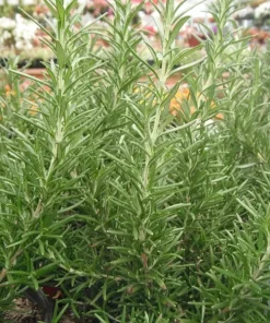 Rosemary Seeds - 50+ Non-GMO Heirloom Herb Seeds for Culinary & Garden Use - Outdoor Perennial - Image 4
