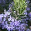 Rosemary Seeds - 50+ Non-GMO Heirloom Herb Seeds for Culinary & Garden Use - Outdoor Perennial - Image 1