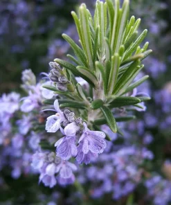 Rosemary Seeds - 50+ Non-GMO Heirloom Herb Seeds for Culinary & Garden Use - Outdoor Perennial - Image 1