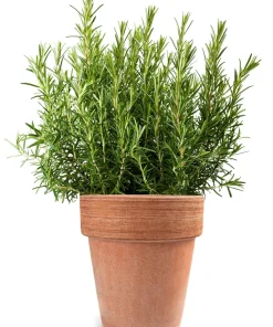 Rosemary Seeds - Rosmarinus Officinalis Herb Seeds - 100 Count Pack - Image 10