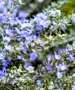 Rosemary Seeds - Rosmarinus Officinalis Herb Seeds - 100 Count Pack - Image 2