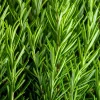 Rosemary Seeds - Rosmarinus Officinalis Herb Seeds - 100 Count Pack - Image 1