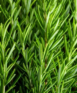 Rosemary Seeds - Rosmarinus Officinalis Herb Seeds - 100 Count Pack - Image 1