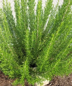 Rosemary Seeds - Rosmarinus Officinalis Herb Seeds - 100 Count Pack - Image 4