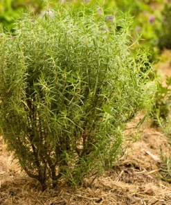 Rosemary Seeds - Rosmarinus Officinalis Herb Seeds - 100 Count Pack - Image 5