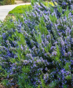 Rosemary Seeds - Rosmarinus Officinalis Herb Seeds - 100 Count Pack - Image 6