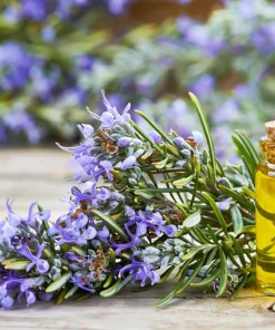 Rosemary Seeds - Rosmarinus Officinalis Herb Seeds - 100 Count Pack - Image 8