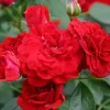 Roxanne Veranda Rose Live Plant - 4" Pot - Compact Floribunda for Patio - Image 1