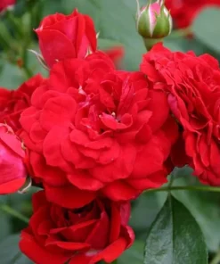 Roxanne Veranda Rose Live Plant - 4" Pot - Compact Floribunda for Patio - Image 1
