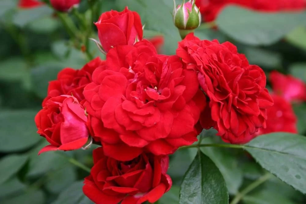 Roxanne Veranda Rose Live Plant - 4" Pot - Compact Floribunda for Patio - Image 1