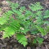 Royal Fern Live Plant – Osmunda regalis – Quart Pot – Forest Green – Zones 3-9 - Image 1