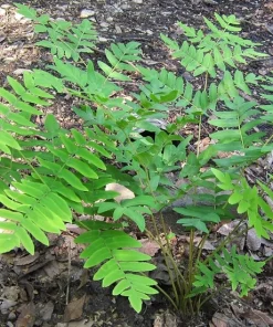 Royal Fern Live Plant – Osmunda regalis – Quart Pot – Forest Green – Zones 3-9 - Image 1