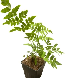 Royal Fern Live Plant – Osmunda regalis – Quart Pot – Forest Green – Zones 3-9 - Image 2