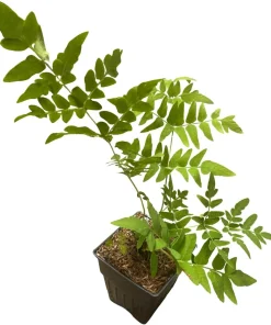 Royal Fern Live Plant – Osmunda regalis – Quart Pot – Forest Green – Zones 3-9 - Image 3