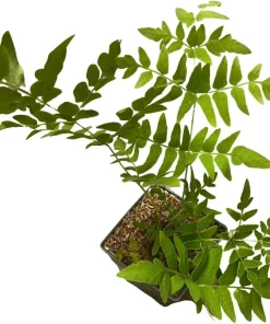 Royal Fern Live Plant – Osmunda regalis – Quart Pot – Forest Green – Zones 3-9 - Image 4