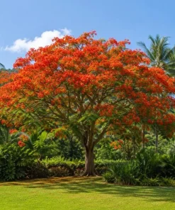 Royal Poinciana Live Plant - Flame Tree Tropical Tree, 4-6 Inch Tall - Image 2