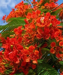 Royal Poinciana Live Plant - Flame Tree Tropical Tree, 4-6 Inch Tall - Image 3